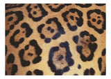 Rompecabezas Animal Print Jaguar Ravensburger 1000 Piezas